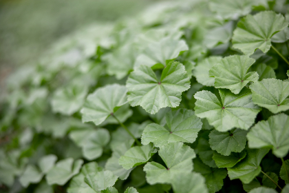 俺来也五月天怡红院